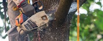 Best Tree Cabling and Bracing  in Nesquehoning, PA