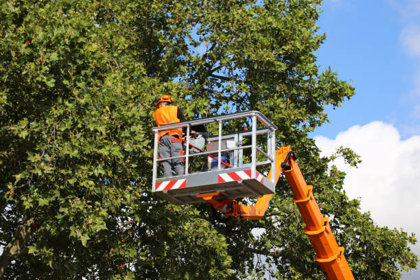 Best Storm Damage Tree Cleanup  in Nesquehoning, PA