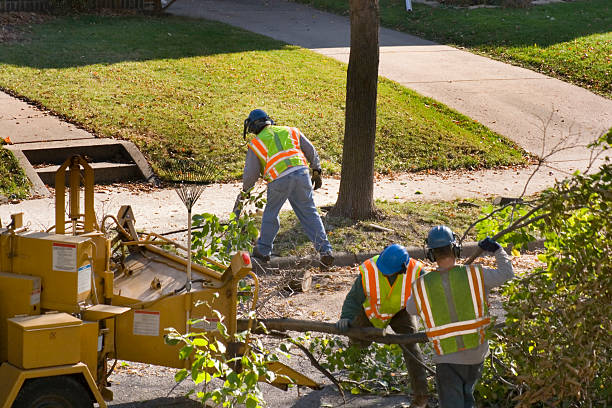 Best Leaf Removal  in Nesquehoning, PA