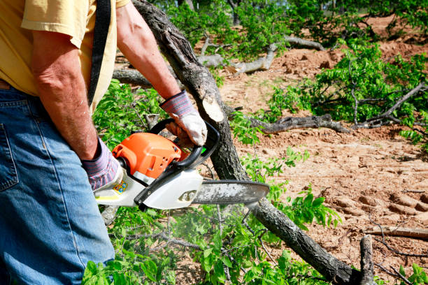 Best Tree Removal  in Nesquehoning, PA